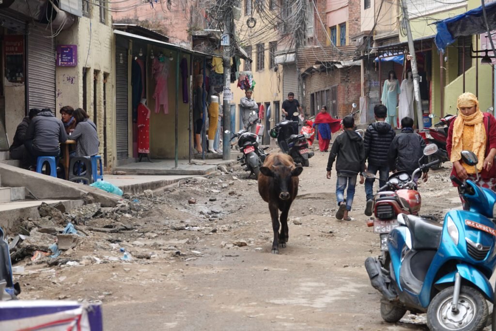 Kuh in den Straßen Kathmandus