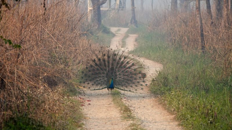 Ein Pfau versperrt uns den Weg