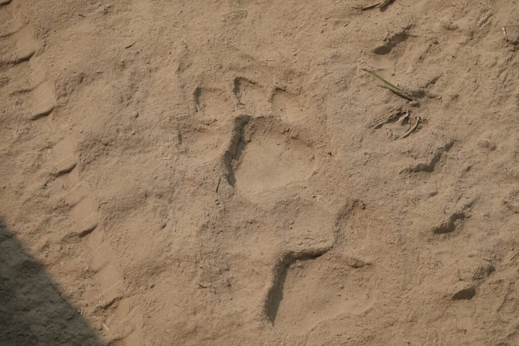 Nepal Safari Chitwan