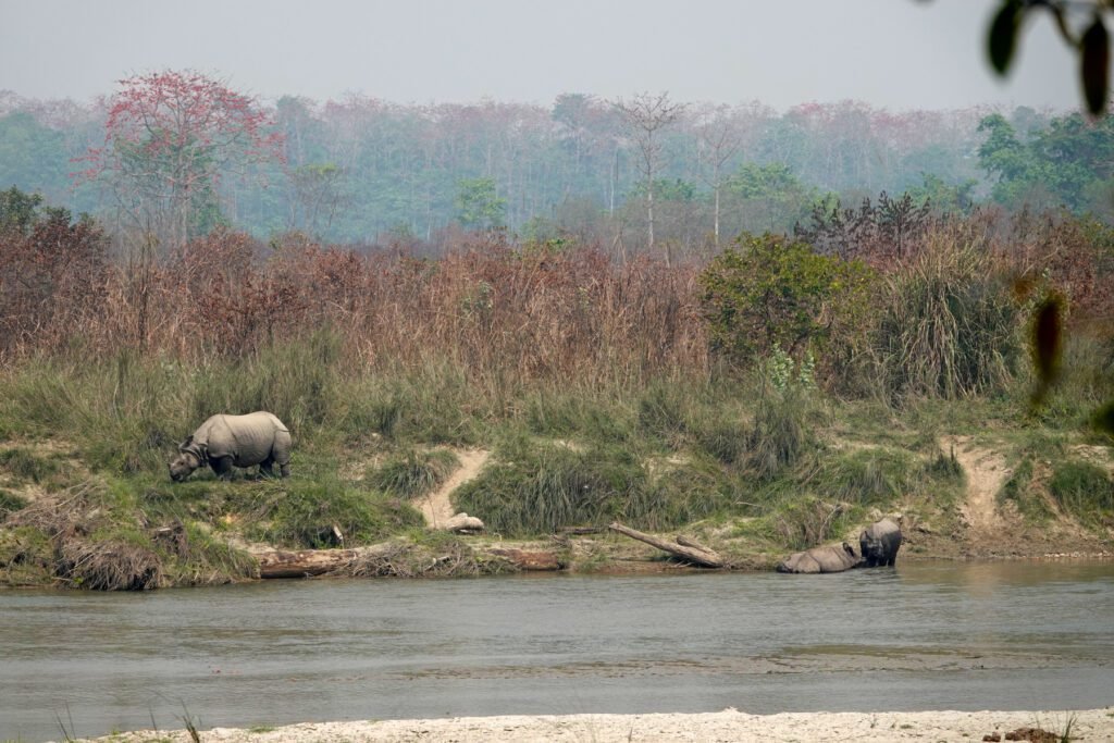Nashornfamilie am Fluss