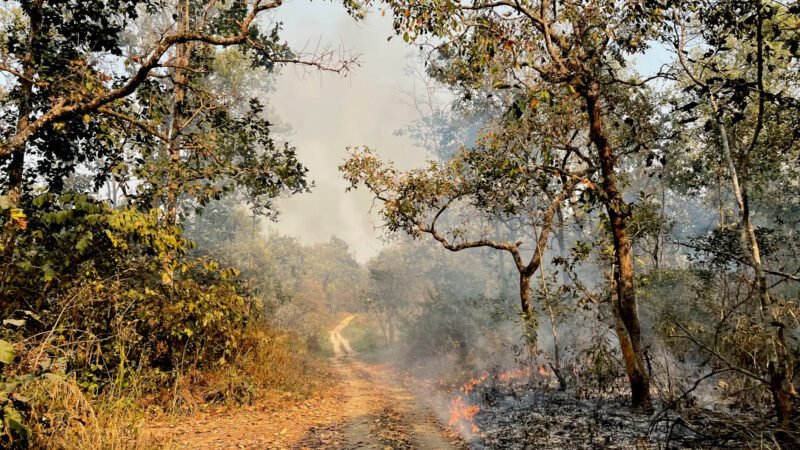 Waldbrand im Chitwan NP