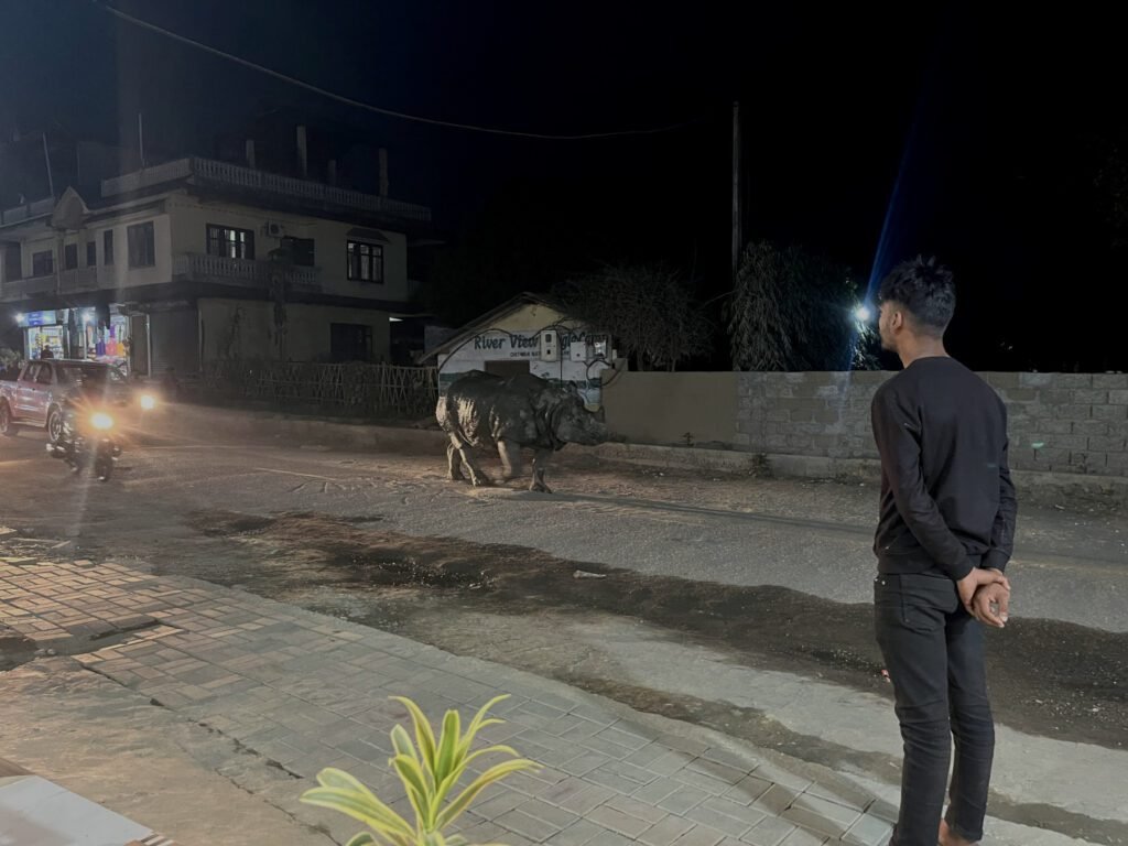 Nashorn auf der Straße