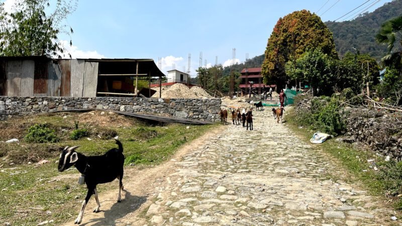 Ziegenherde am Sarangkot