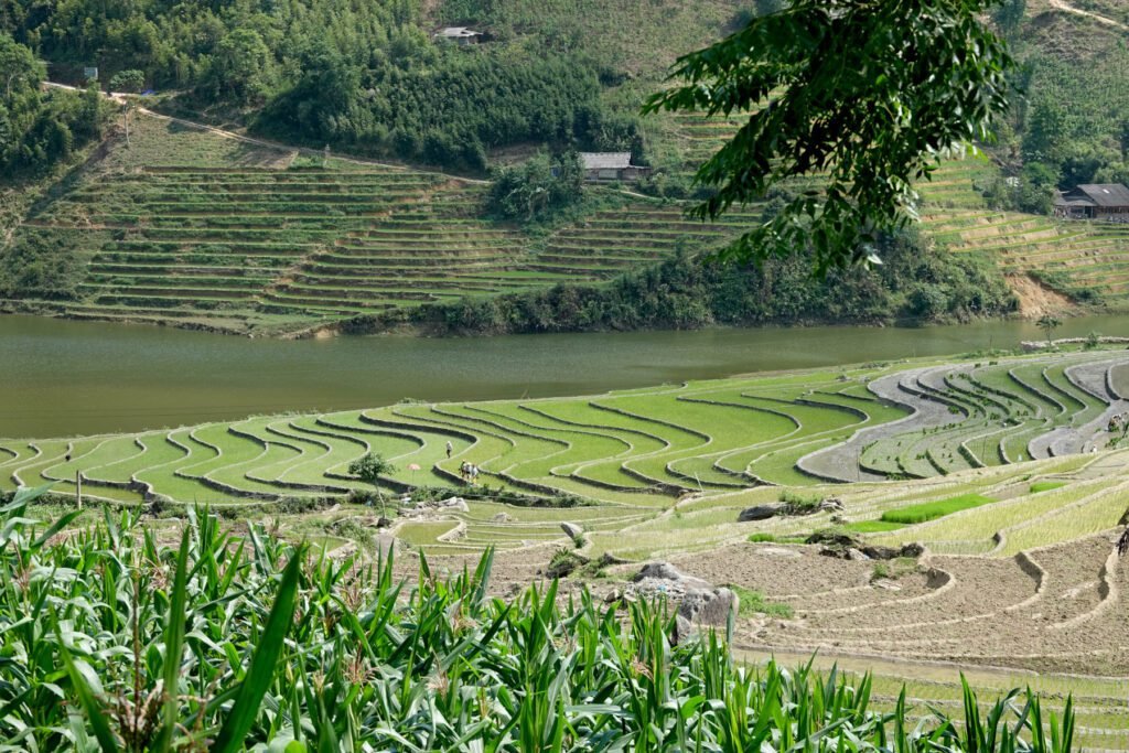 Sapa während des Reisanbaus