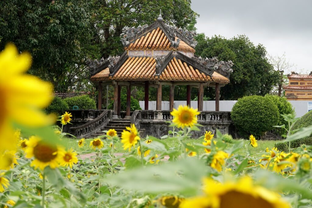 Sonnenblumenfeld in der Zitadelle von Hue
