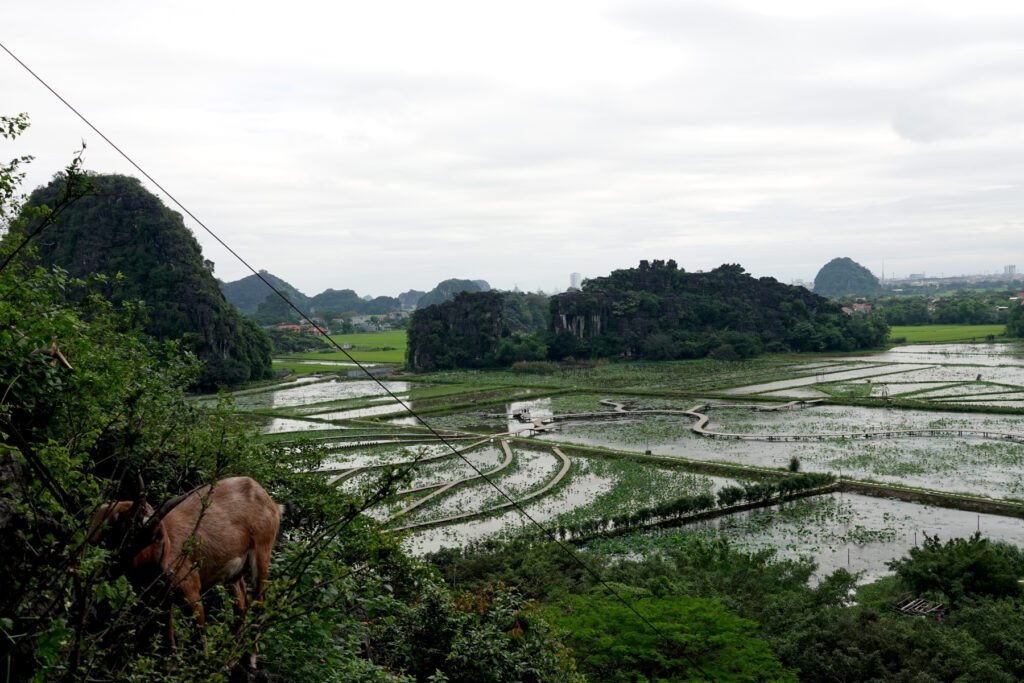 Auf dem Weg zum Aussichtspunkt sind viele Ziegen zusehen