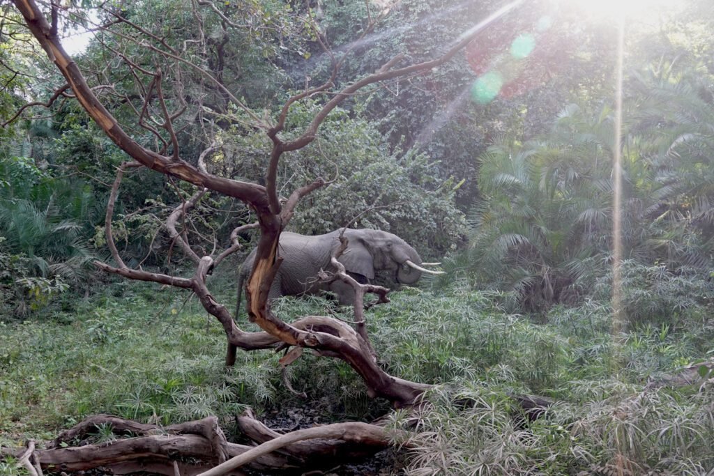 Elefant im Lake Manyara Nationalpark