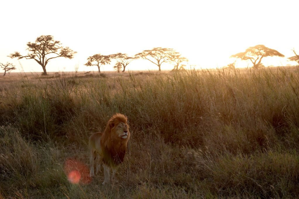 Löwe im Sonnenaufgang