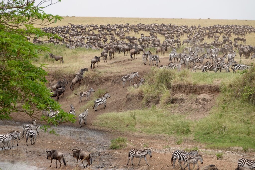 Great Migration in der Masai Mara