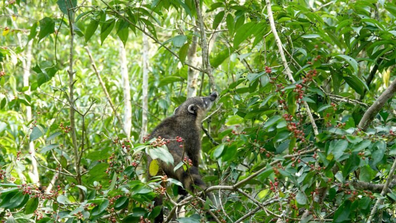 Nasenbär in der Nähe der Picknickstationen