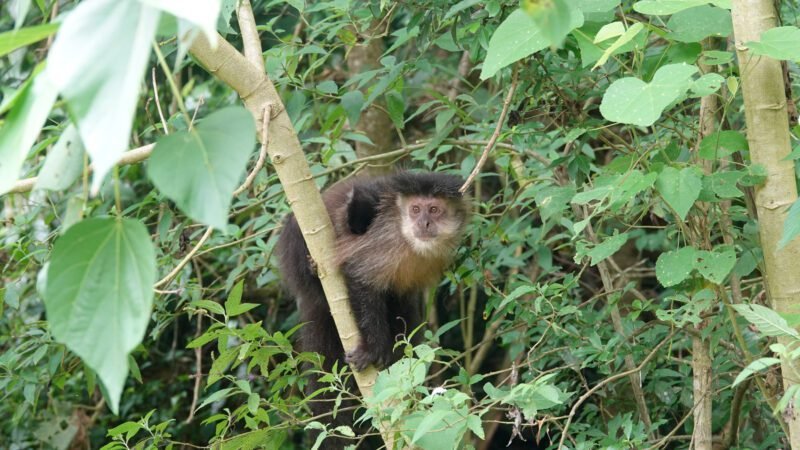 Affen in der Nähe der Picknickstationen