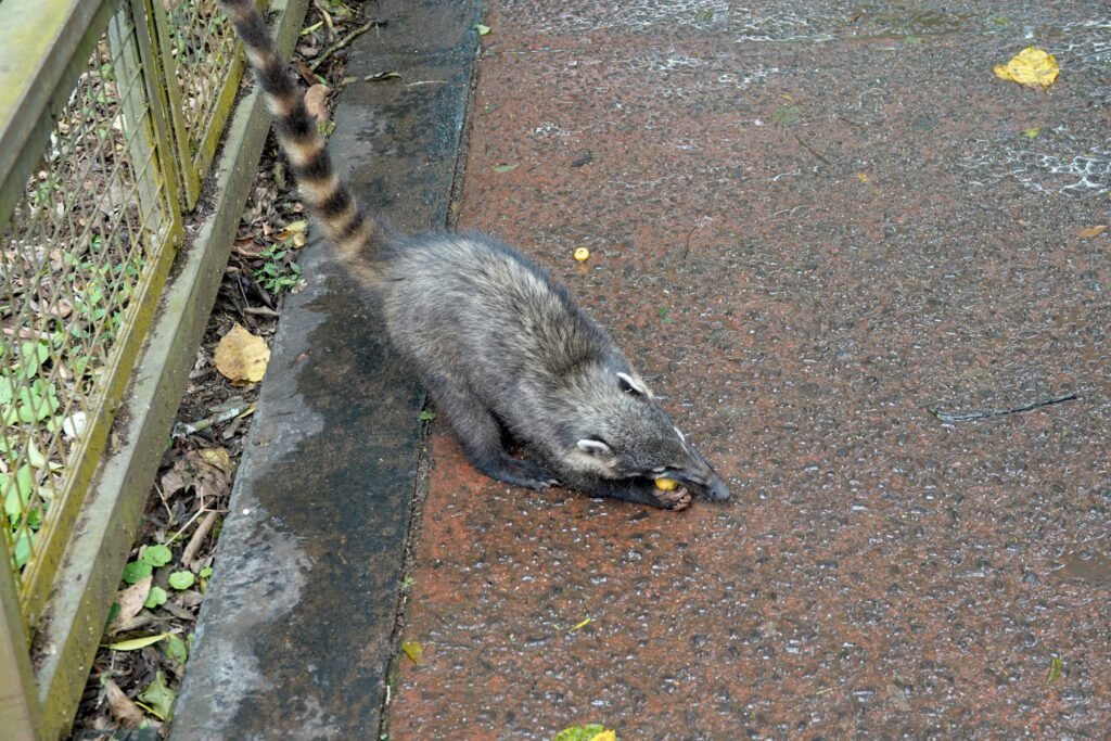Nasenbären tummeln sich bei den Picknickplätzen