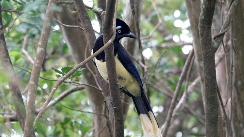 Bunte Vögel bei den Iguazú Wasserfällen