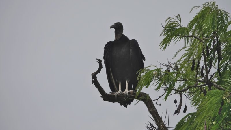 Viele Geier bei den Iguazú Wasserfällen