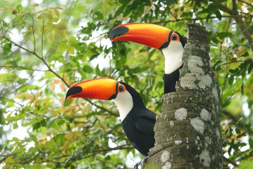 Ein Tukanpärchen mit einem Nest in einem hohlen Baum