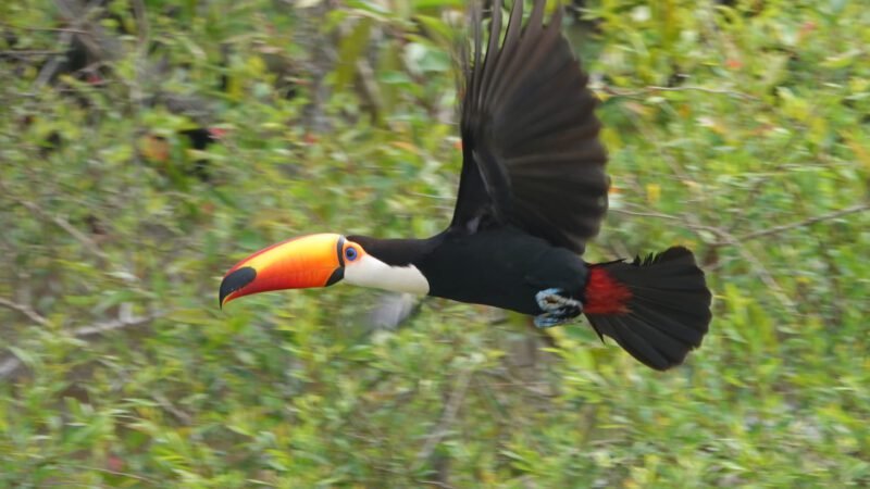 Fliegender Tukan