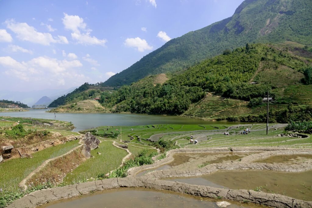 Reisterrassen in Sapa im Mai