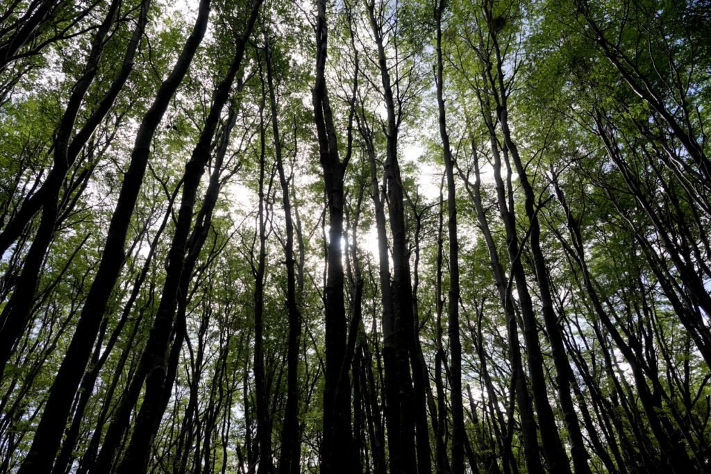 Lenga-Wald im "Tierra del Fuego Nationalpark"