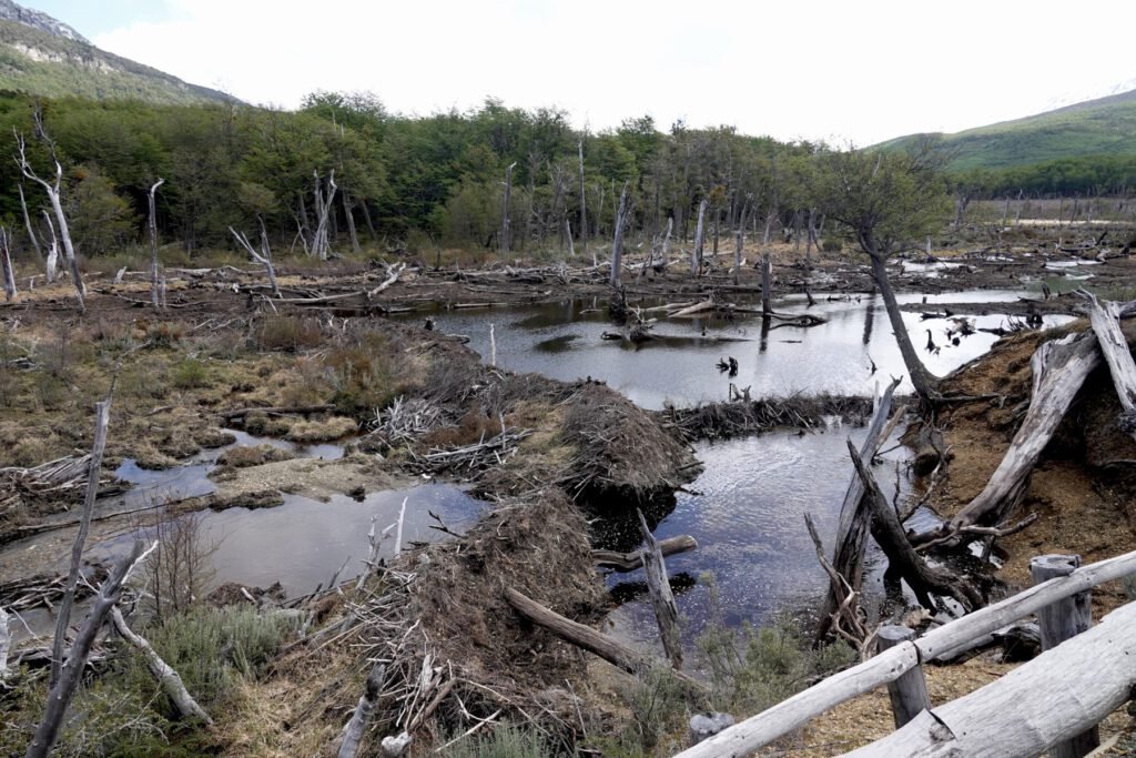 Biberdamm im "Tierra del Fuego Nationalpark"