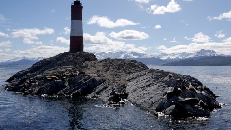 Seelöwen vor dem Leuchtturm Ushuaias