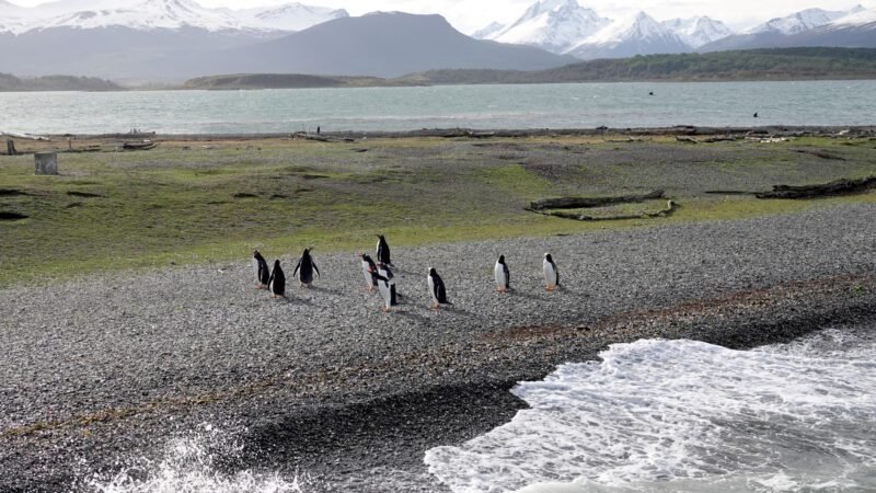 Eine Gruppe Pinguine auf Martillo Island