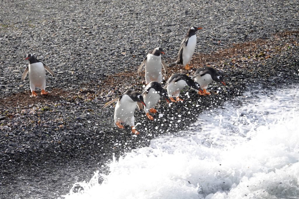 Ein paar Eselspinguine beim Synchronspringen