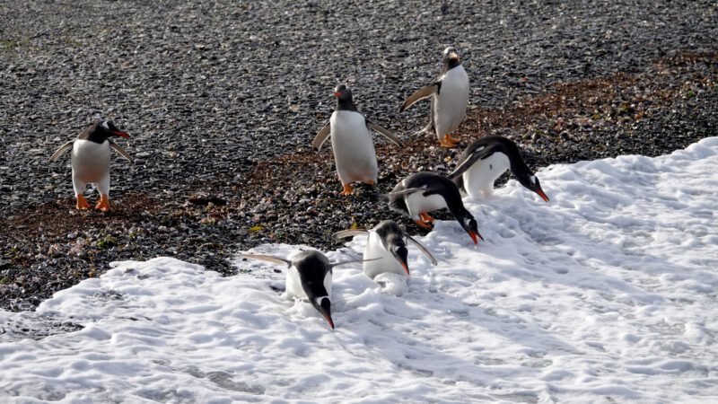 Eselspinguine werden nass