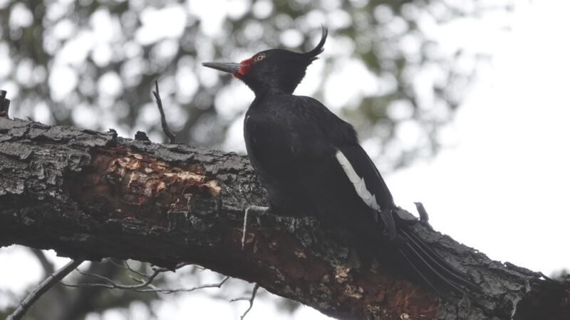 Torres del Paine W trek