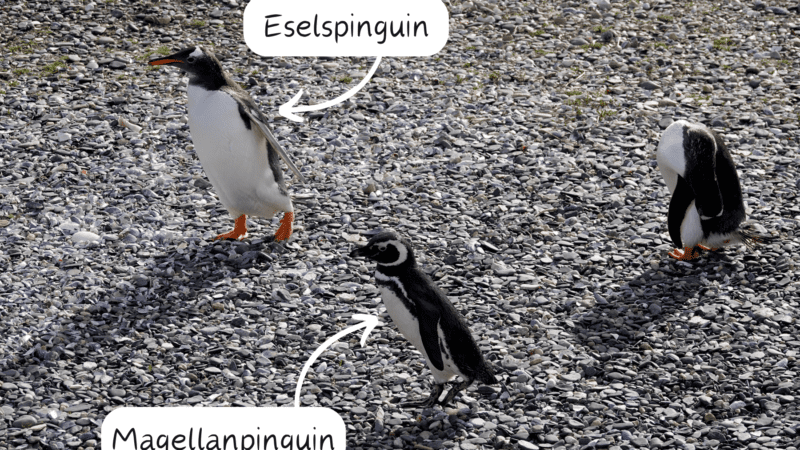 2 der 3 Pinguinarten auf Martillo Island (1 Kaiserpinguinpärchen kommt ab und zu vorbei)