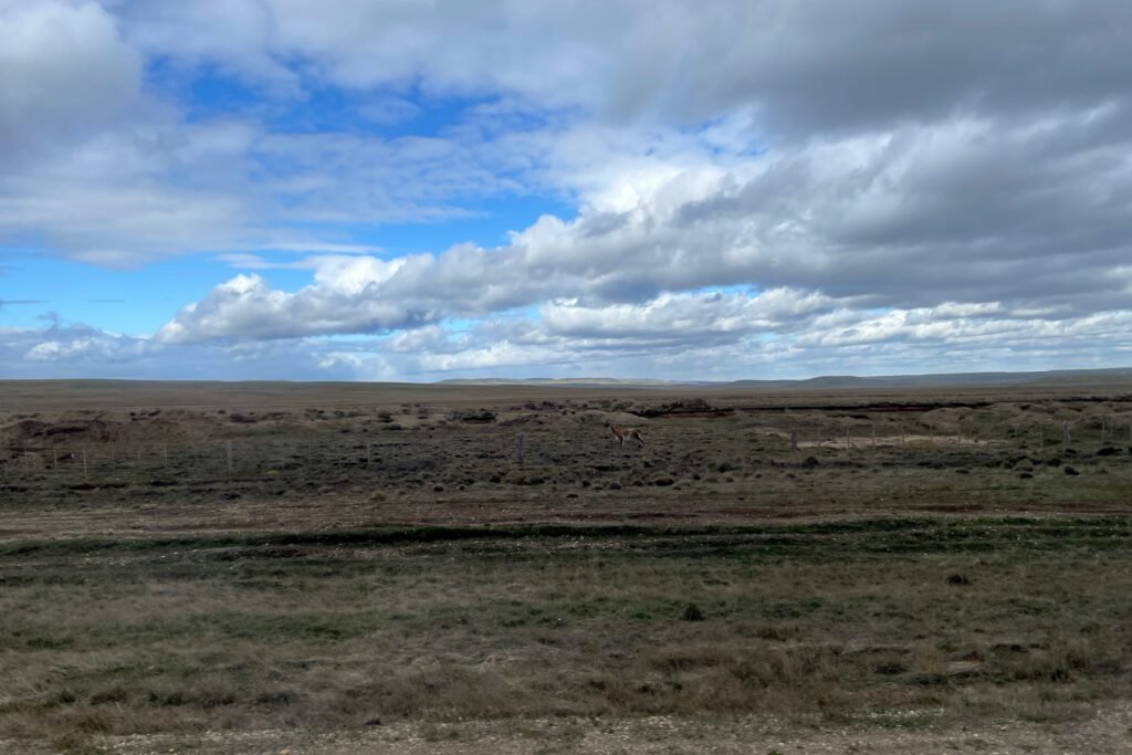 Guanako im eingezäuntem Nichts