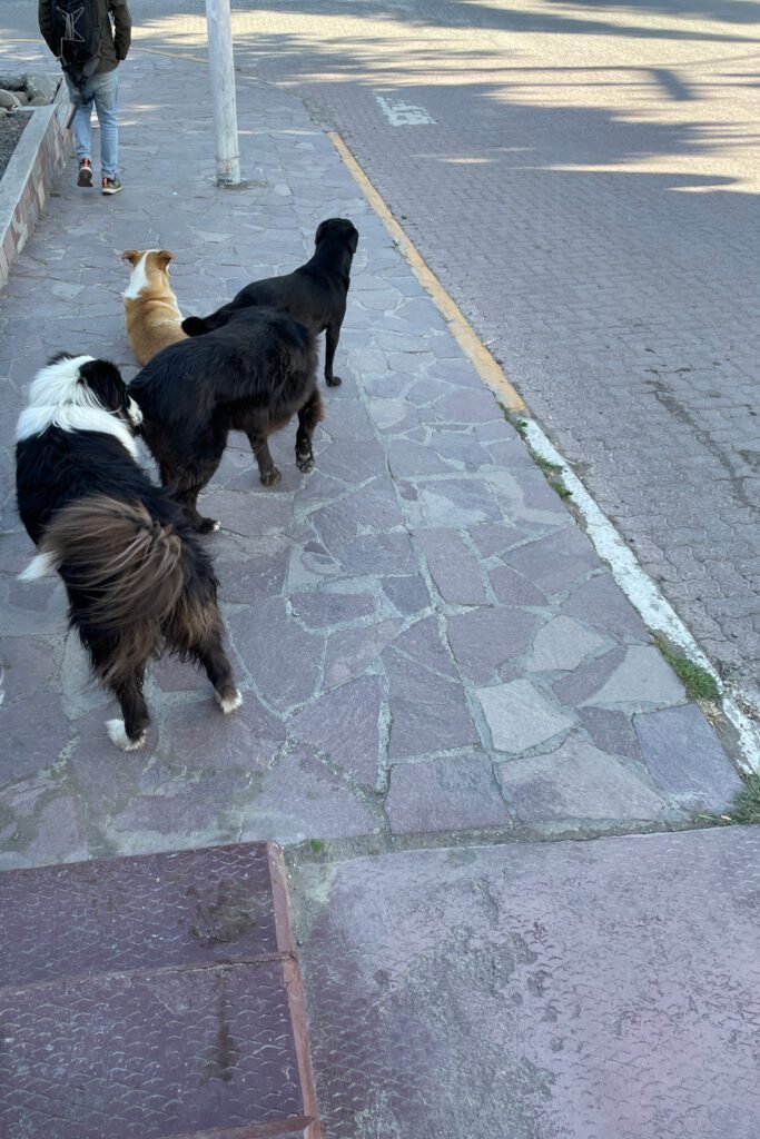 El Calafate und El Chalten