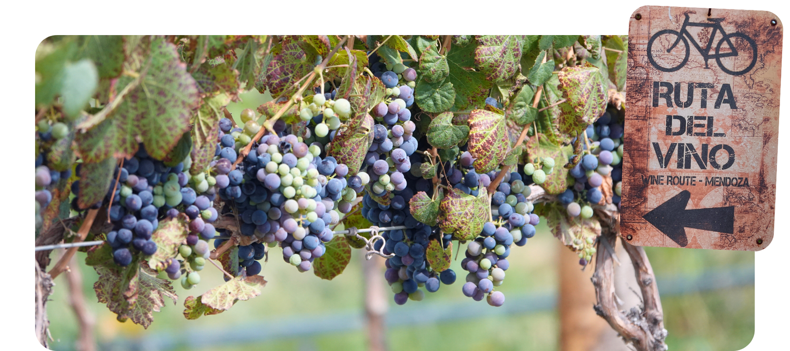 You are currently viewing #33 – Argentinien, Weinstadt Mendoza