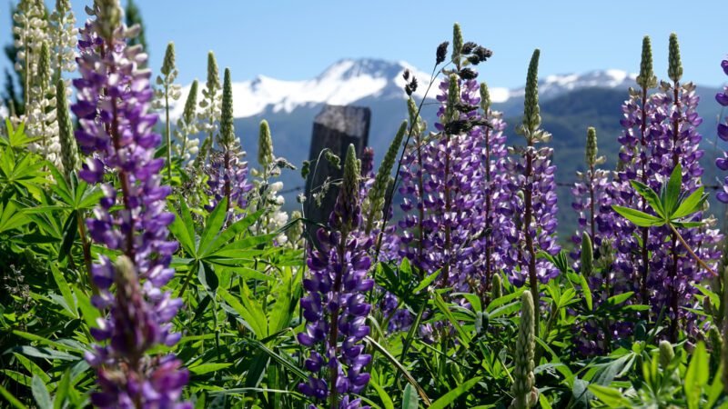 Lupinien überall am Straßenrand