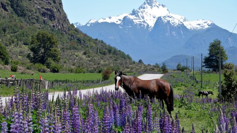 Pferd in den Lupinen