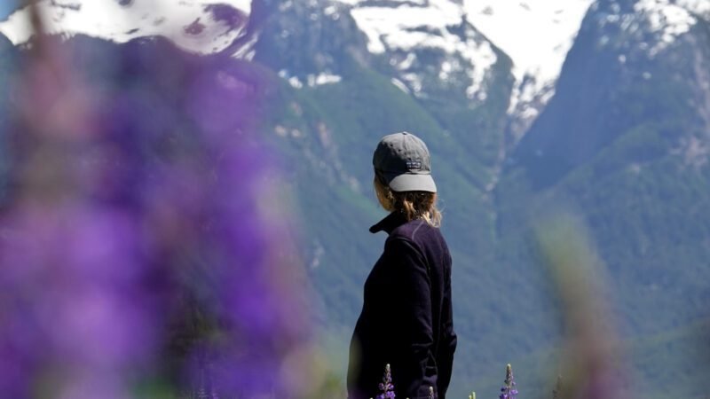 Lupinen vor schneebedeckten Bergen