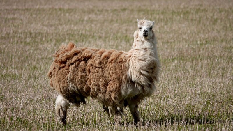 Lama auf einer Wiese