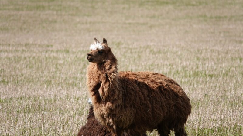 Lama auf einer Wiese