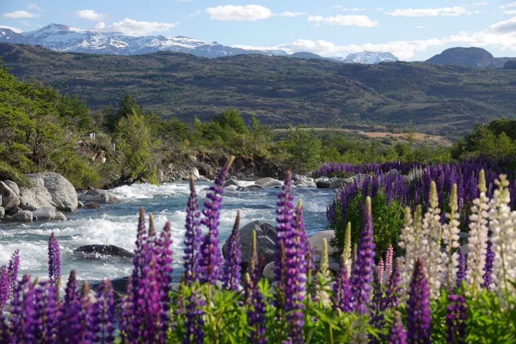 Schlafplatz im Lupinenfeld