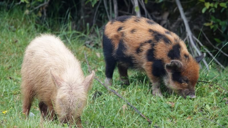 Ferkel am Straßenrand