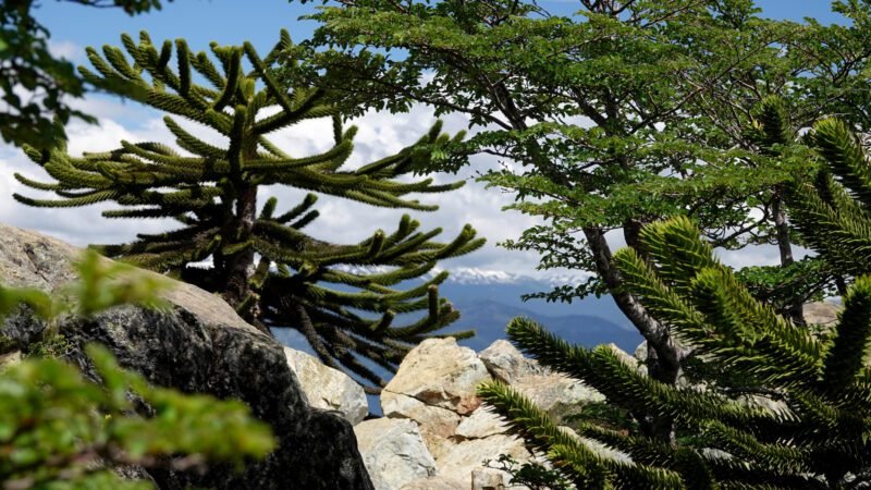 Chilenische Araukarie im El Cañi Naturschutzgebiet
