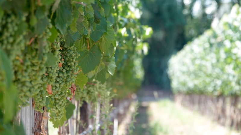Weinreben auf dem Gut Nieto Senetiner