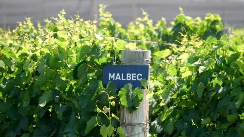 Der leckere Malbec Wein hat uns wirklich überzeugt