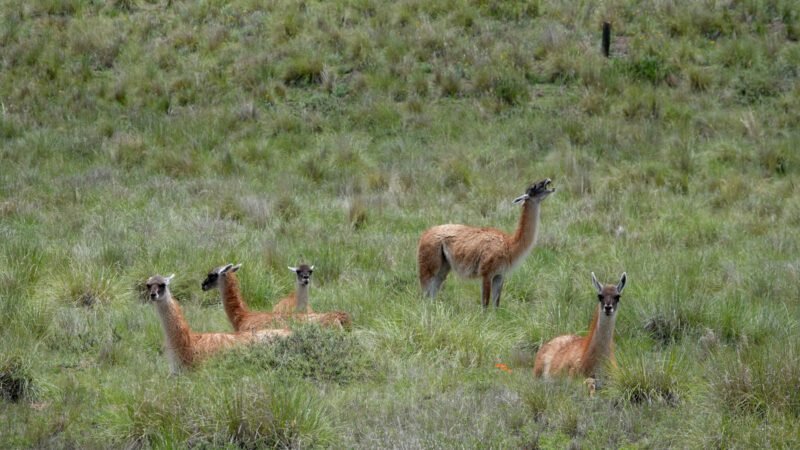 Ab und zu wieder Guanakos