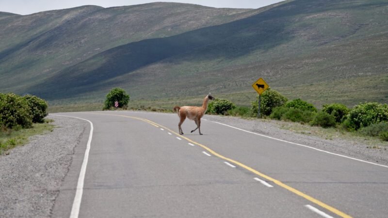 Ein Guanako überquert die Straße
