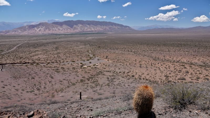 Landschaft mit Kakteen