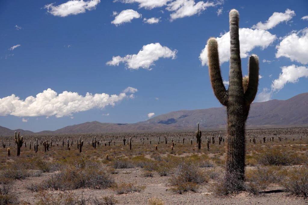 Kakteen so weit das Auge reicht