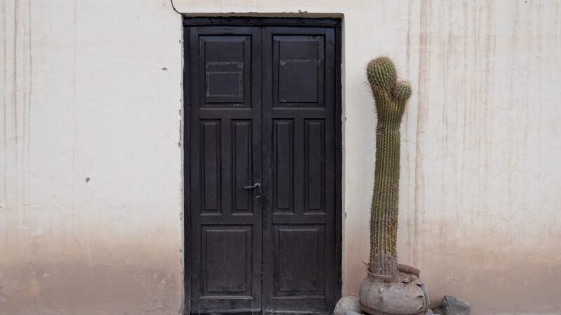 Hauptthema Cachis - Kakteen