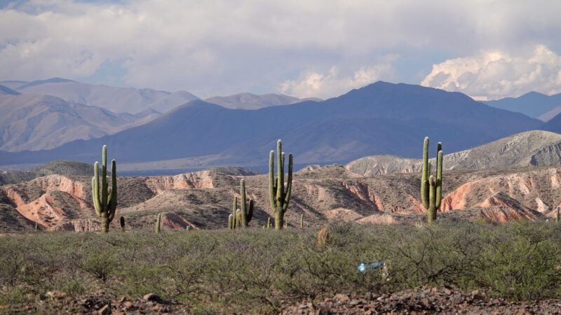 Immer wieder Kaktuswälder