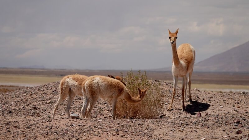 Vikunjas besitzen die teuerste Wolle der Welt