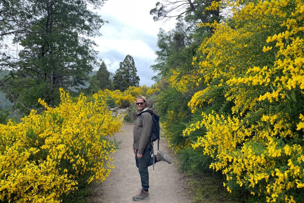 In San Martin de los Andes blüht es gelb